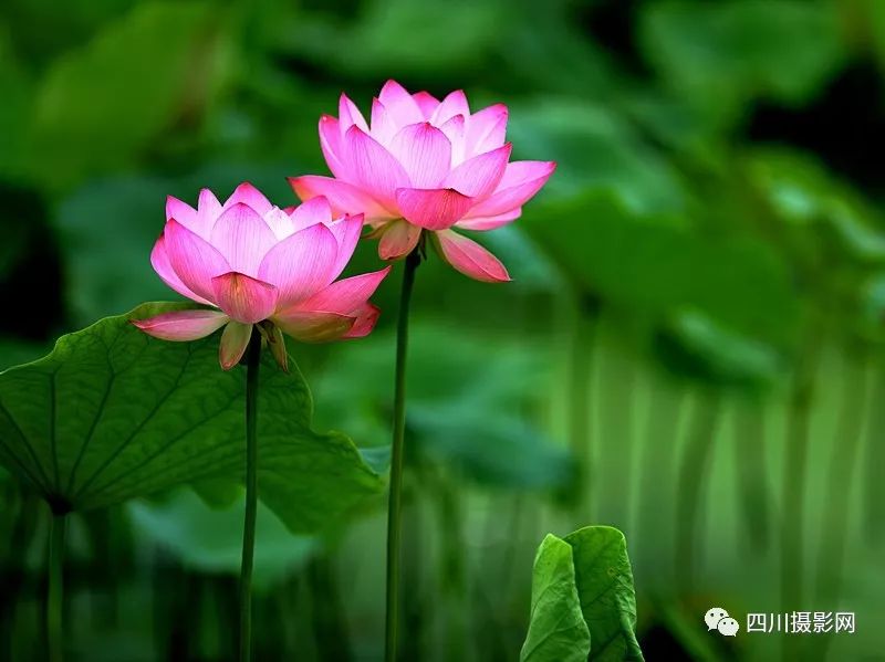 【荷花摄影赛】一笑而过|并蒂莲