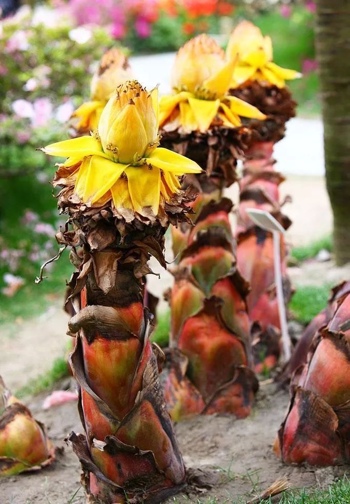 每日一花地涌金莲