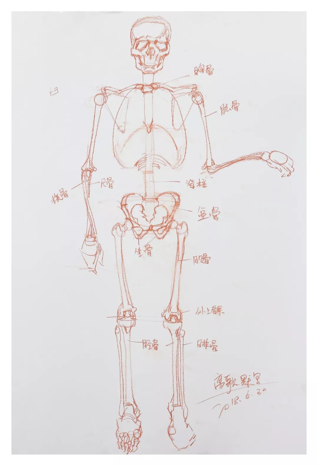 人体骨骼解析速写需要敏锐的观察力和构造力,而人物速写更是要求结构