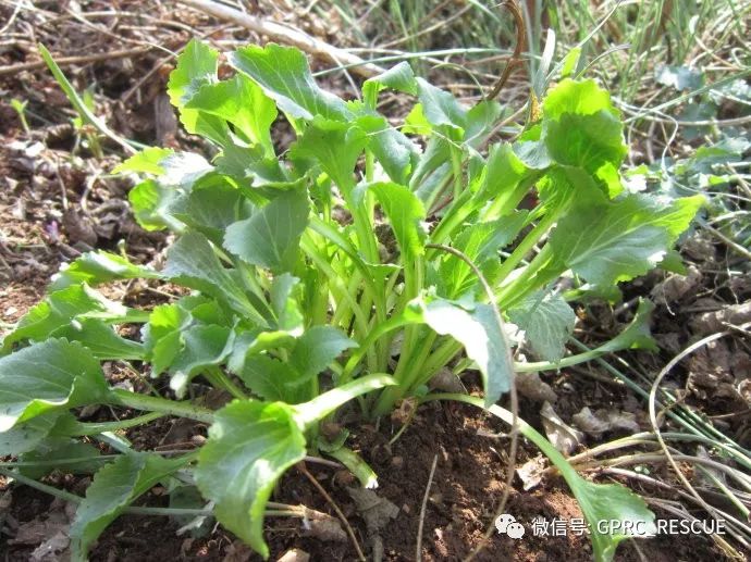 户外知识中国常见野菜及其食用106山生菜