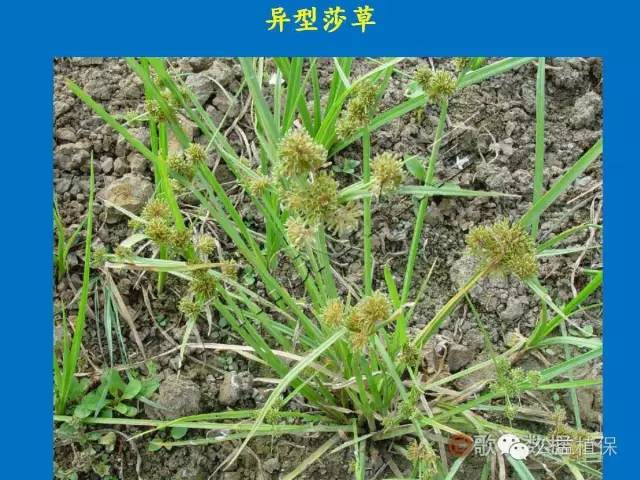 水田除草剂是什么原理_玉米打什么除草剂最好(3)