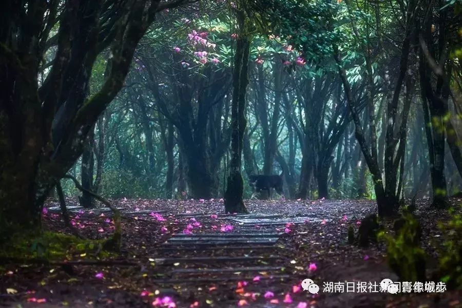 城步这条十全十美的旅游线路吸引了全国百家旅行社内附绝美彩蛋