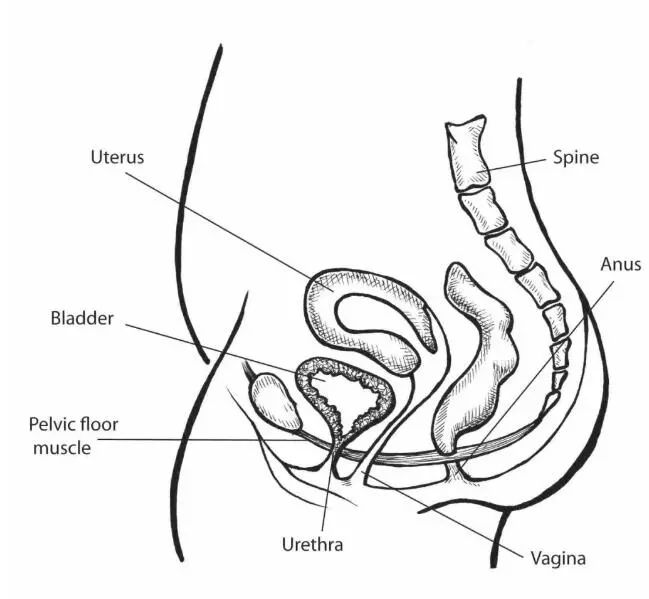 前方称尿生殖三角,为尿生殖膈所封闭,男性有尿道,女性有尿道和阴道