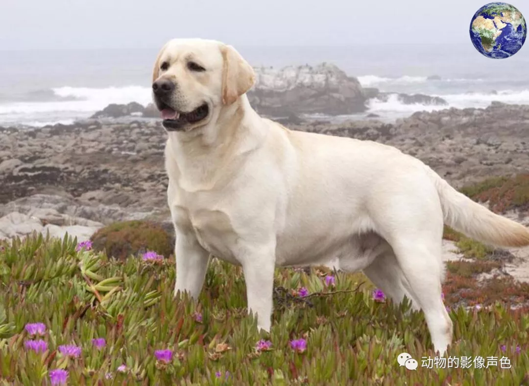 中国10大猎犬排名 中国十大最稀有猎犬 中国猎犬排名图大全