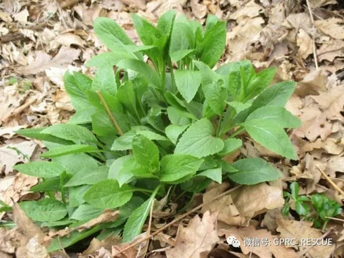 【户外知识】中国常见野菜及其食用-(106)山生菜