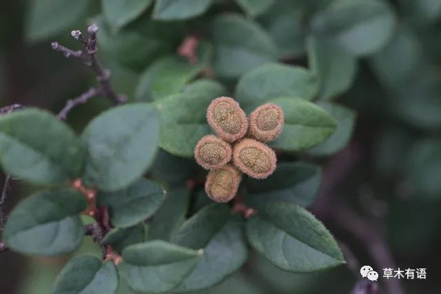 檵木为金缕梅科檵木属,常见的有红花和白花之分.