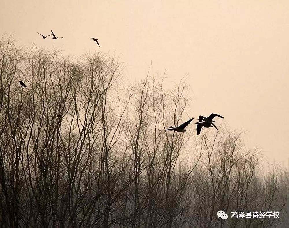 【品经典】诗经学校邀您一起赏析《诗经》名篇(135《小雅·鸿雁