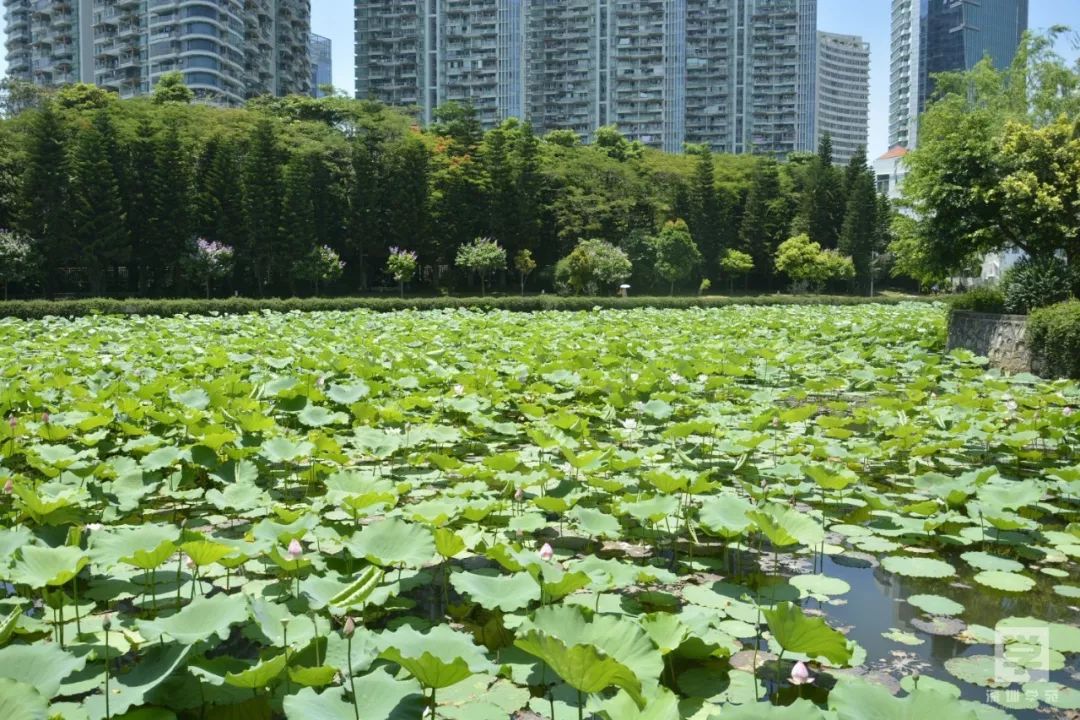 赏荷何必到西湖深圳的荷花争艳盛放现在去刚刚好