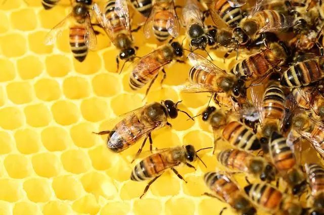 蜜蜂这种团队协作婊,也会"社恐"吗?