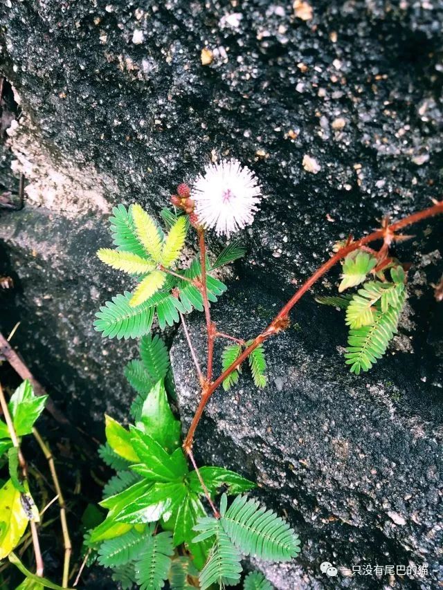 走路上班的路上,在特别不起眼的一个小角落里,发现了一株含羞草开了