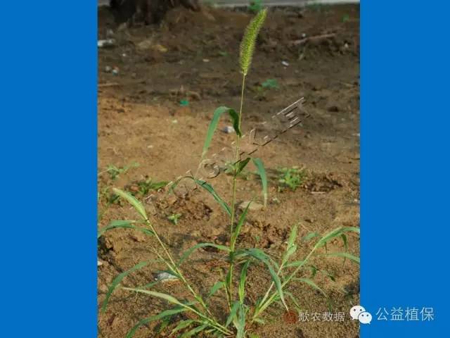 水田除草剂是什么原理_玉米打什么除草剂最好(3)