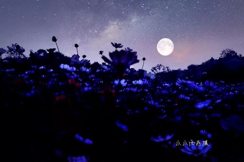 透过开满鲜花的月亮简谱_透过开满鲜花的月亮(2)