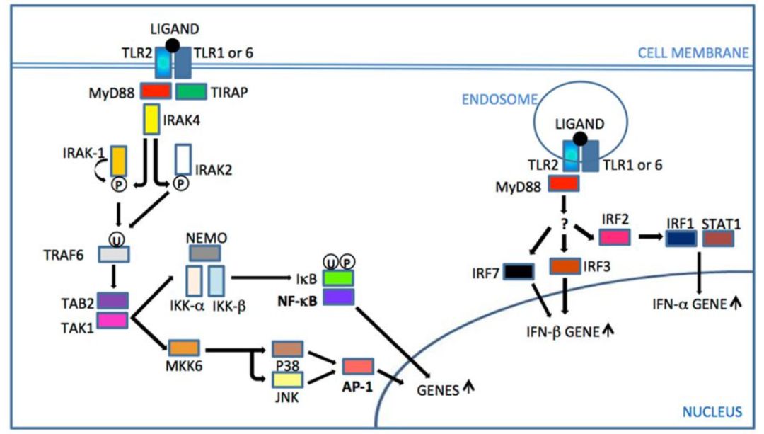 TRAF6和Pellino E3连接酶在MyD88和