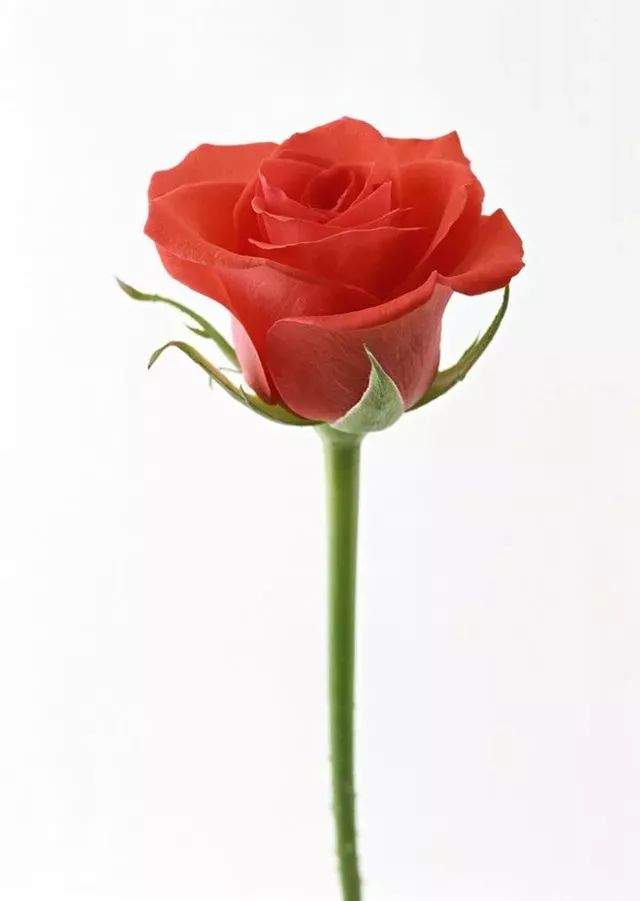 送你一朵玫瑰花,小王子的玫瑰花,  世界上独一无二的花送给唯一的你