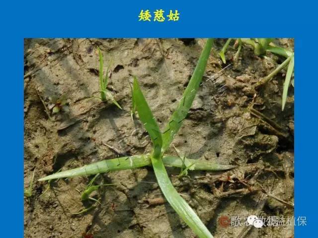 水田除草剂是什么原理_玉米打什么除草剂最好(3)