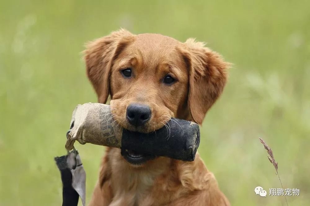 【翔鹏训犬教程】犬延缓能力的培养训练方法