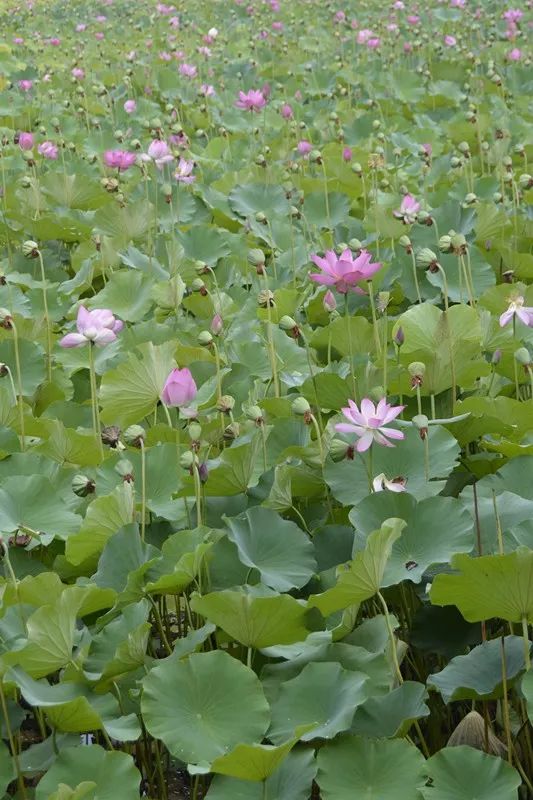 视频 徐水生态公园的荷花池