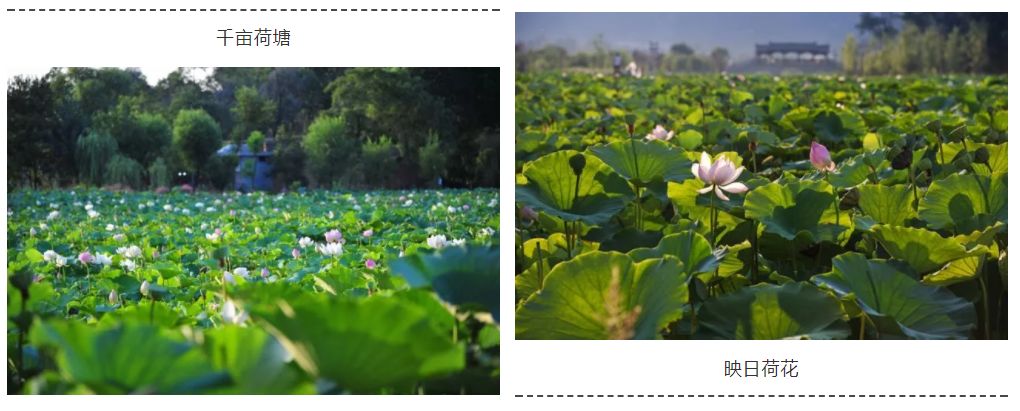 7月15日棣花古镇荷花旅游节"荷"你