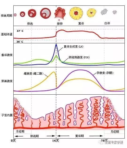 性激素6项是什么检查呢?有没有必要做呢?