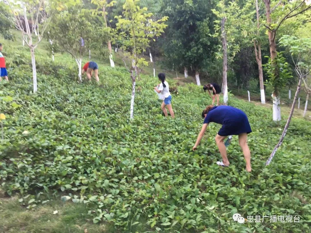 引入野地瓜绿化公园 绿了城市饱了市民口福