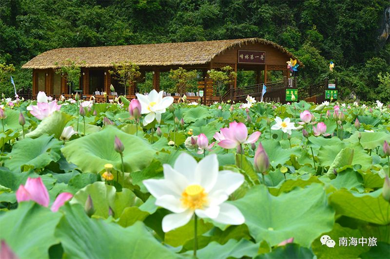 "荷你相约"在洞天仙境,体验惊险玻璃栈道,赏九龙小镇水乡荷花节!