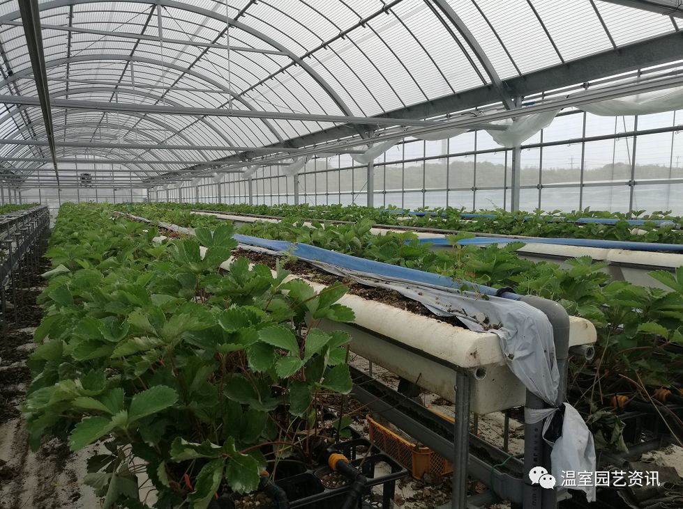 铃木农场的草莓温室日本专业设施园艺植物工厂技术考察团走访了日本