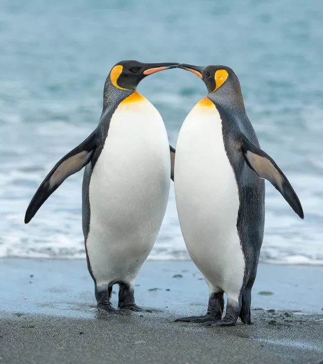 王企鹅 王企鹅是体型排名第二的企鹅