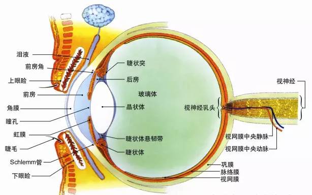 内部主要部件的功能作用角膜:眼球的保护盾牌并为眼睛提供固定屈光度