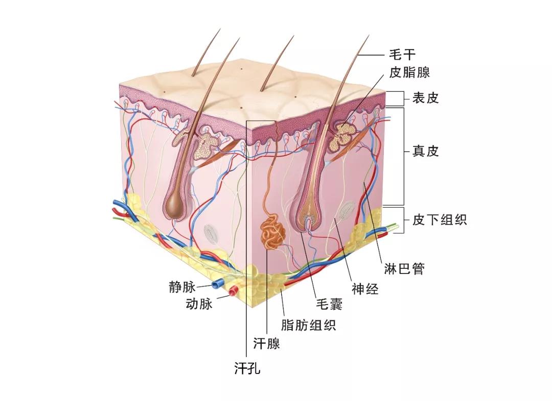 脸部水油不平衡怎么办