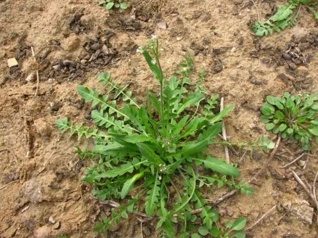 野菜季,夏雨微风,来丽江品一缕苦香味