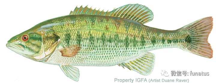 斑点黑鲈(spotted bass)