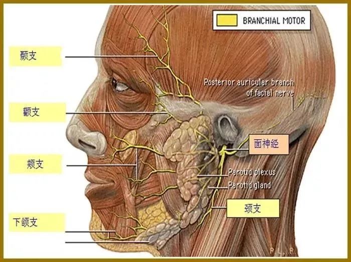 干货| 面部解剖中的面神经周围支
