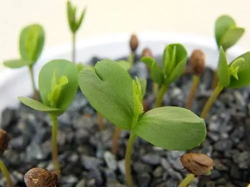 促进种子萌发,打破种子休眠01植物生长调节剂指植物自身合成或人工