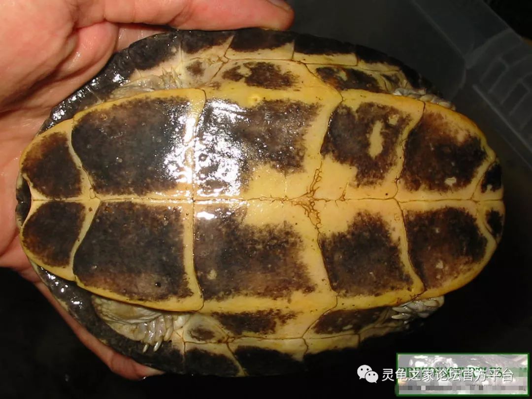 世界上五种巨型龟，寿命最长的陆龟，寿命长达200年_象龟_皮龟_物种