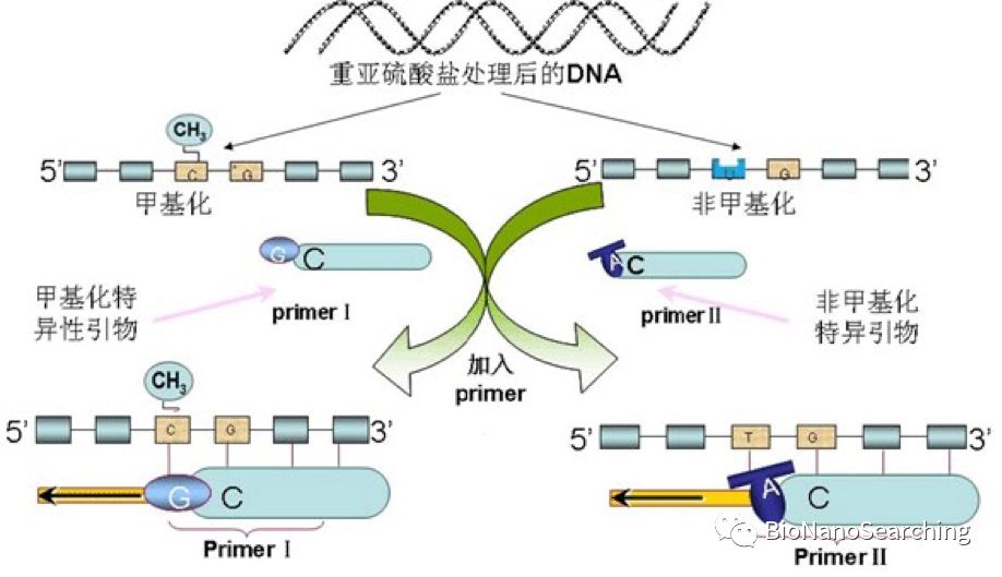 dna甲基化:tss上下游的表观遗传信号抑制lncrna的转录