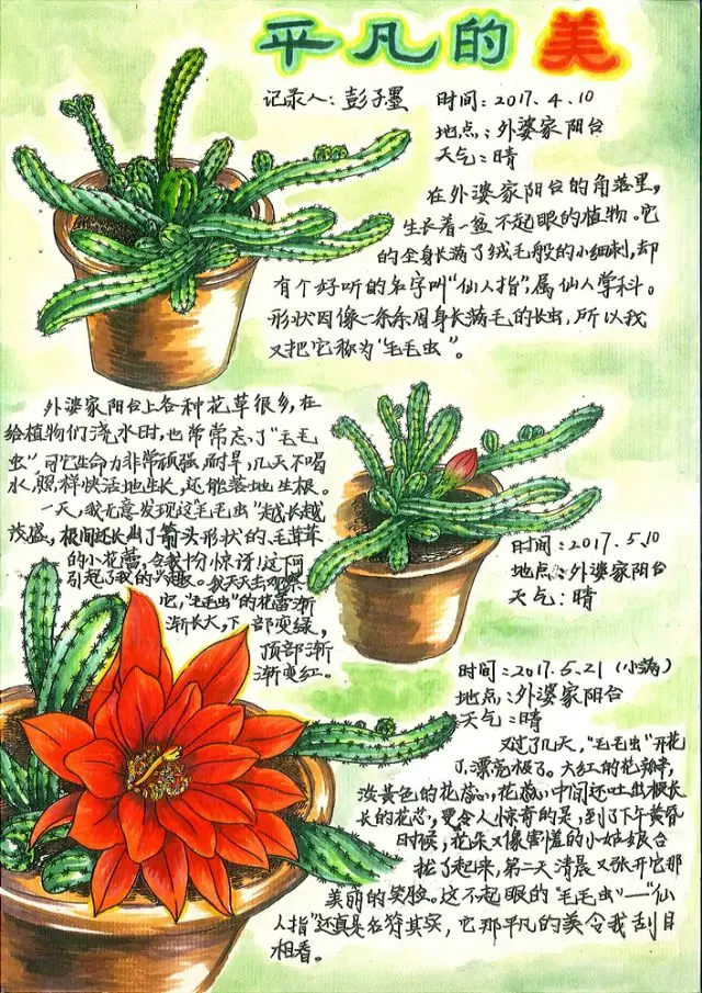 自然观察笔记课堂 | 如何科学进行植物绘画?