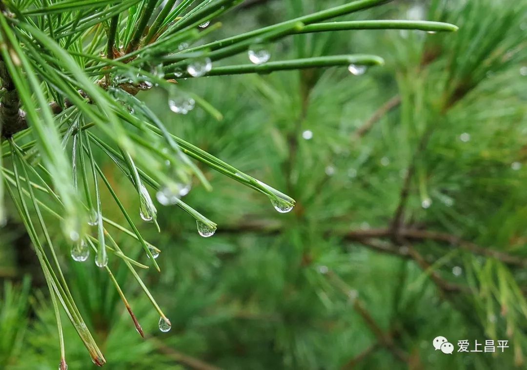 【美景】雨中滨河森林公园,云雾缥缈如仙境,景色别样好