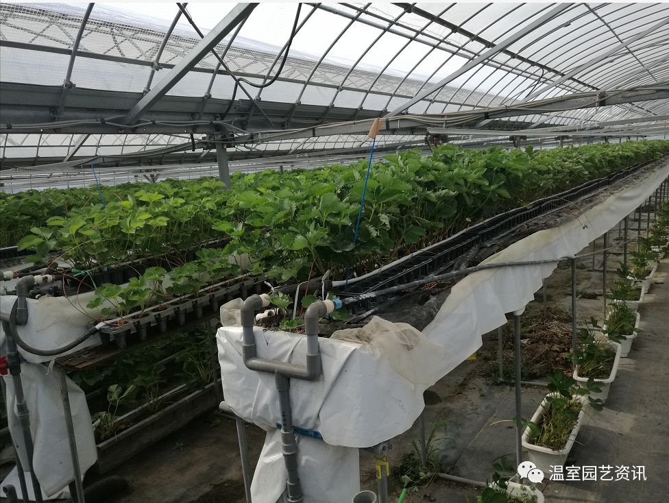 铃木农场的草莓温室日本专业设施园艺植物工厂技术考察团走访了日本