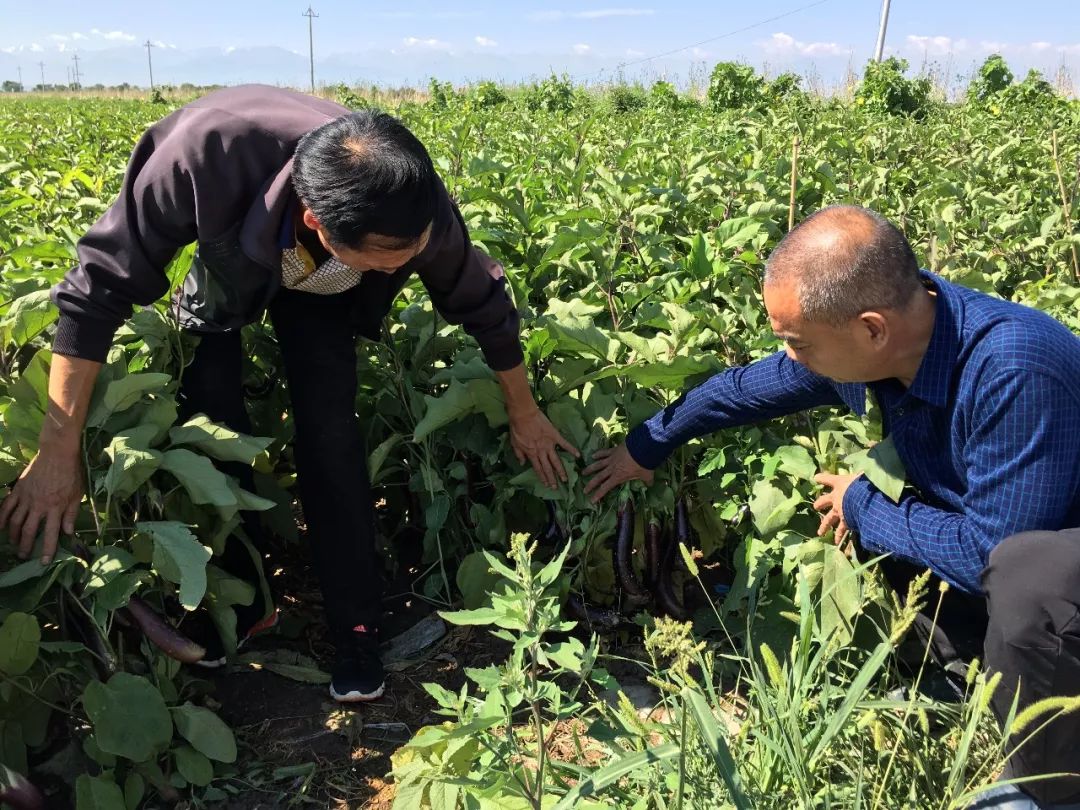 援疆风采录援疆农业专家陈仁朝耕沃土晚披霞广袤天地展才华