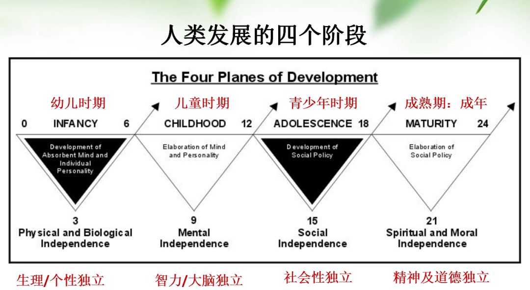 蒙台梭利儿童心理的发展机制生命发展阶段性