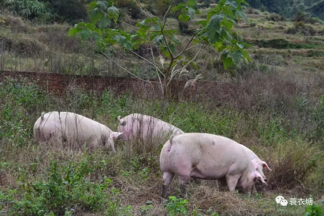 井和猪肉怎么样