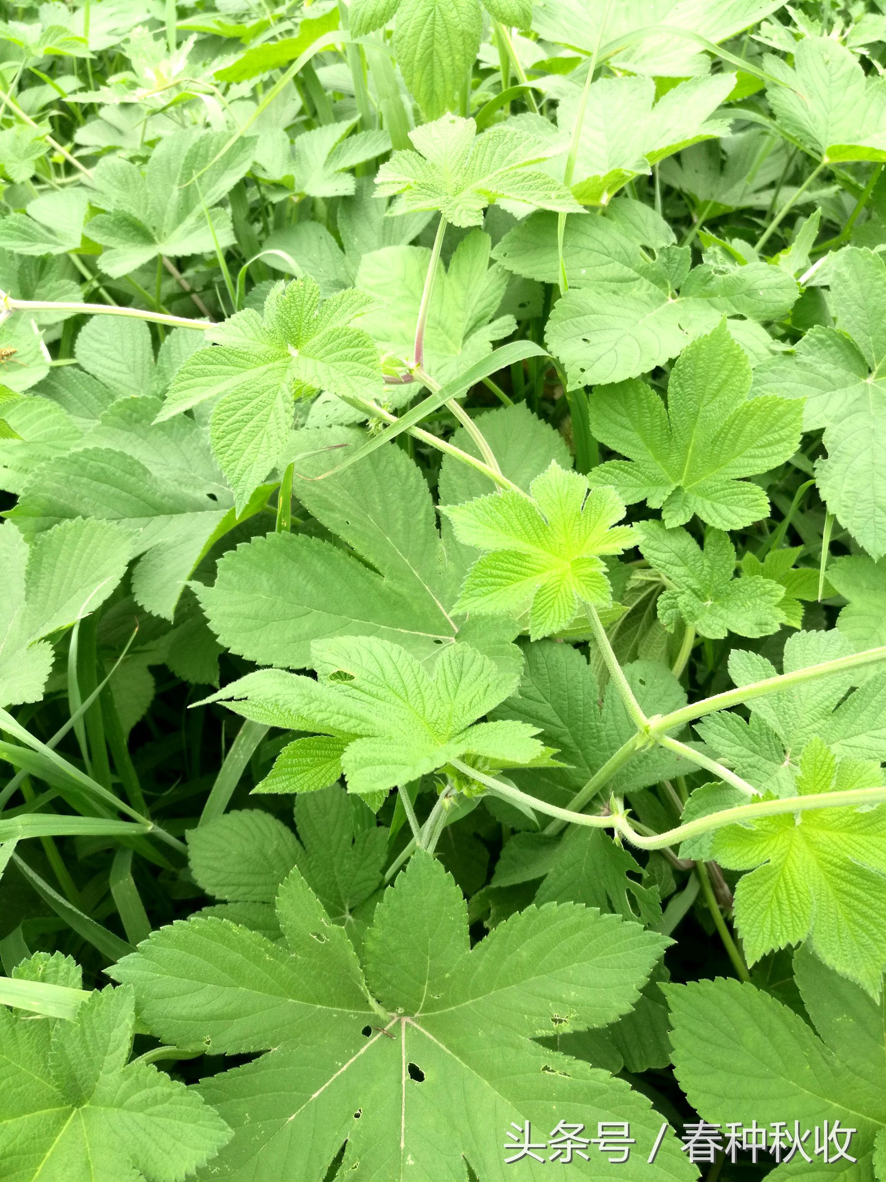 1 12 这种野草叫拉拉秧在农村老家随处可见,路边,沟边,田间地头都