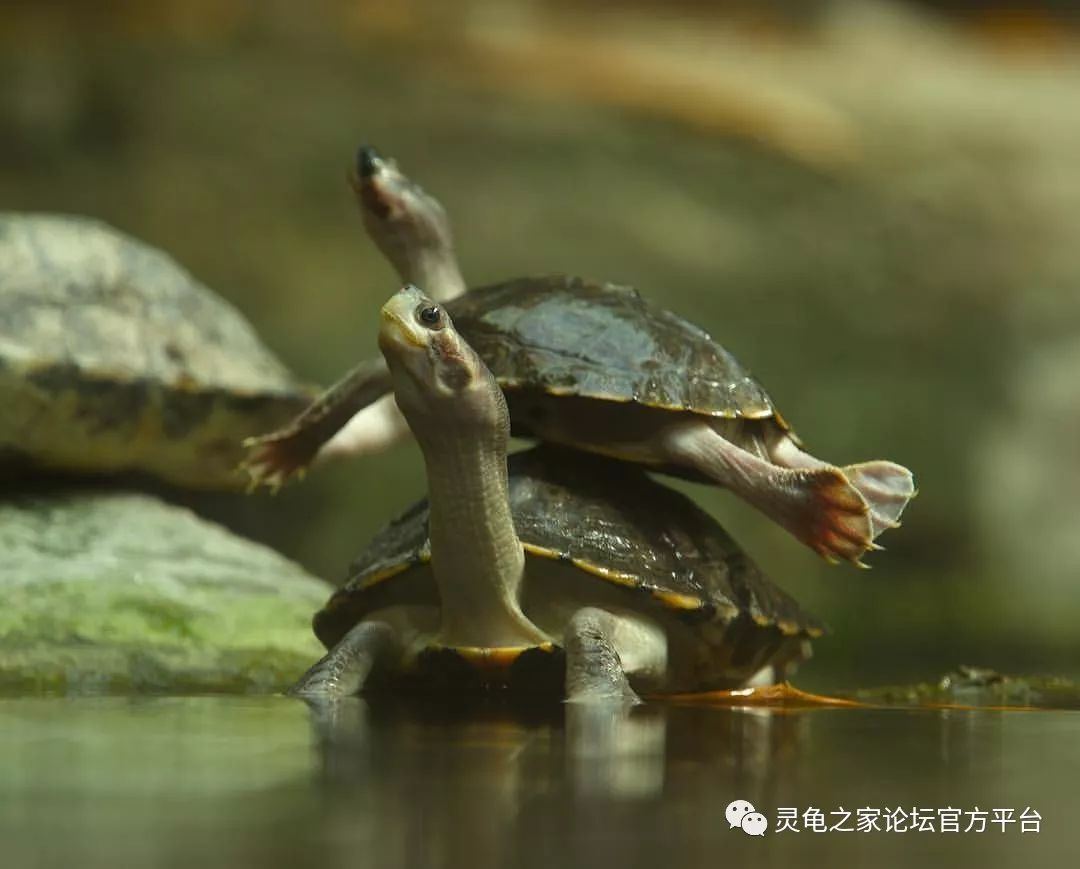 吃水母的潛艇！世界最大海龜「棱皮龜」 - 新唐人亞太電視台