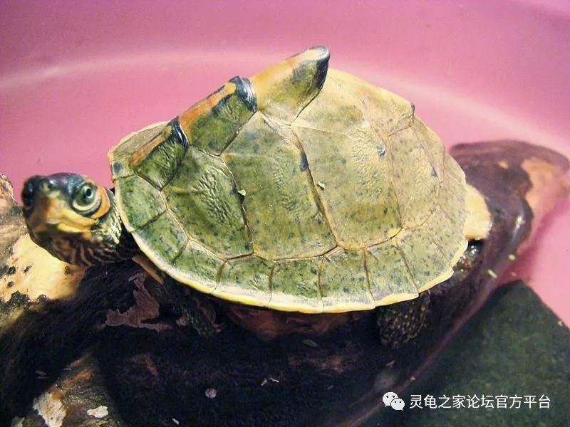 pangshura tectaindian roofed turtle印度棱背龟 点开蓝色字体有惊喜