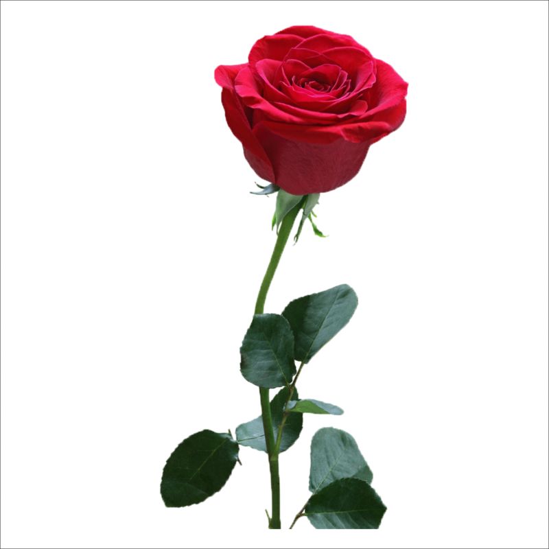 时尚 正文  红色玫瑰 代表热情珍爱 一直是表达爱情的重要角色 许多