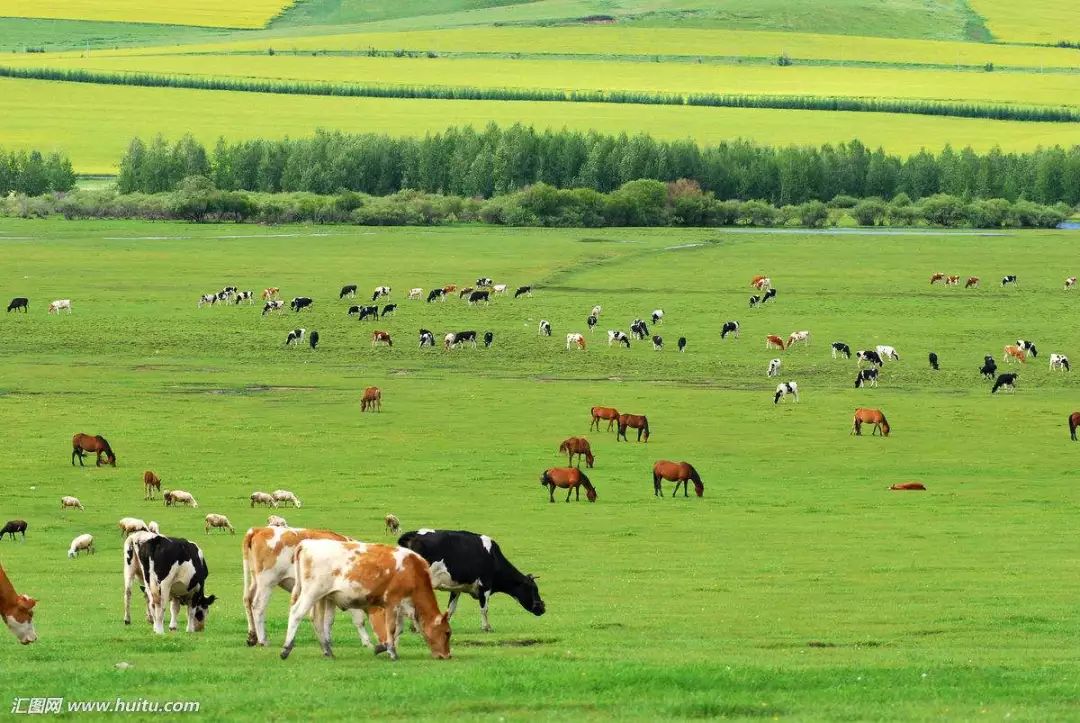 【聚焦】农业农村部:畜牧业转型升级步伐加快