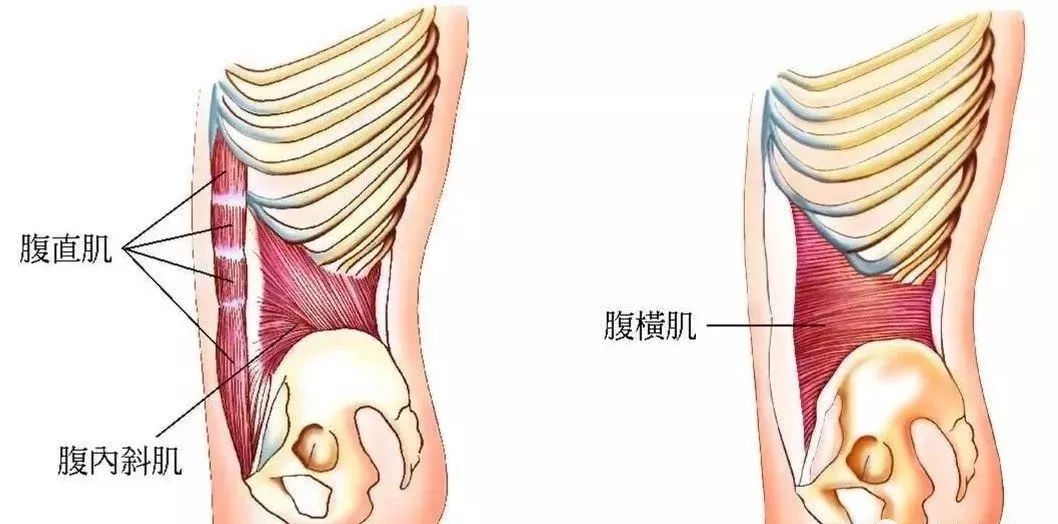 解剖比较了解的伽人们,可能知道,人体的核心不只是腹部,而是膈肌以下
