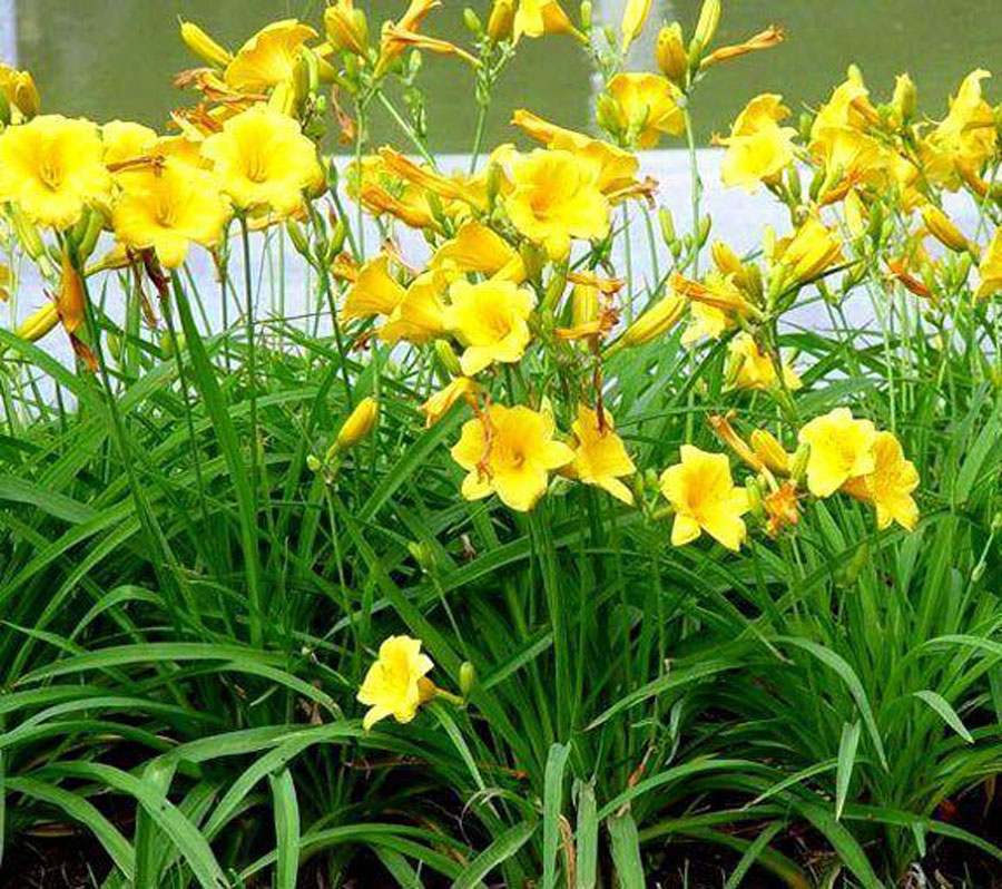 农村里的一种野花,被日本人称为"宜男草",还被认为是