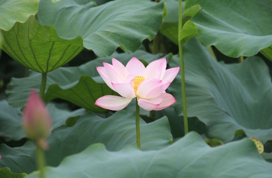 高州荷花总人口有多少_高州大井镇有多少个村