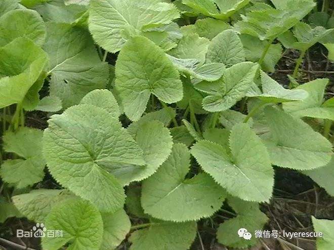 【户外知识】中国常见野菜及其食用-(107)马蹄叶